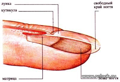 Ногти Человека Фото