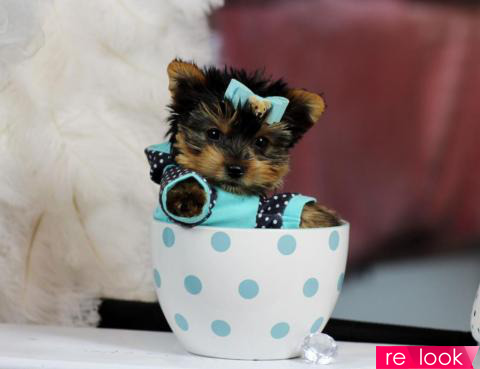 teacupdog